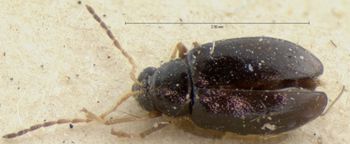 Media type: image;   Entomology 18451 Aspect: habitus dorsal view